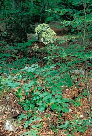 Attēlu rezultāti vaicājumam “Laserpitium latifolium bud”