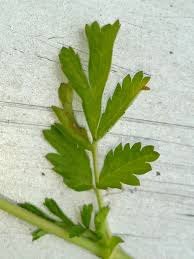 Attēlu rezultāti vaicājumam “Potentilla supina”