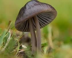 Attēlu rezultāti vaicājumam “Mycena”