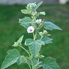 Image result for Althaea officinalis
