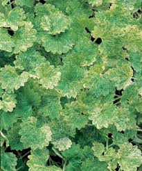 Image result for Glechoma hederacea