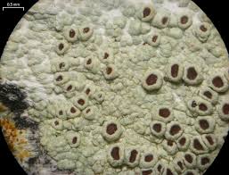 Attēlu rezultāti vaicājumam “Lecanora argentata”