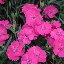 Image result for Dianthus