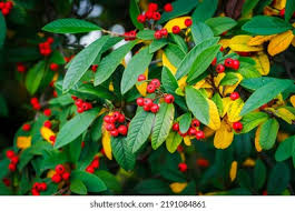 Attēlu rezultāti vaicājumam “Crataegus persimilis fruit”