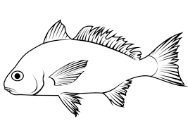 Image result for Leiostomus xanthurus