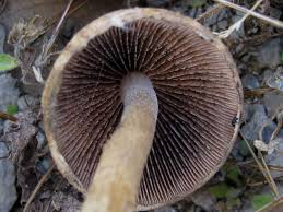 Attēlu rezultāti vaicājumam “Psathyrella lacrymabunda”