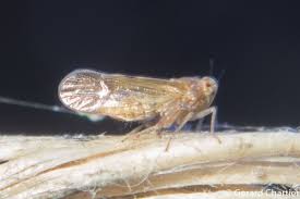 Attēlu rezultāti vaicājumam “Delphacidae”