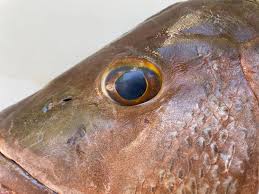 Image result for Lutjanus novemfasciatus