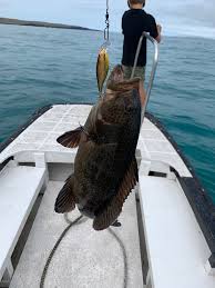 Image result for Mycteroperca olfax