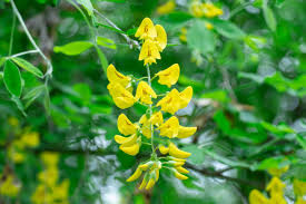 Attēlu rezultāti vaicājumam “Laburnum alpinum flower”