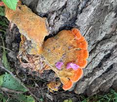 Attēlu rezultāti vaicājumam “Phellinus ferruginosus”