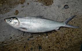 Image result for Chanos chanos