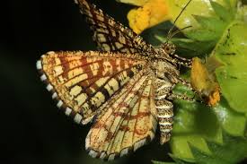 Attēlu rezultāti vaicājumam “Chiasmia clathrata”