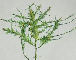 Attēlu rezultāti vaicājumam “Neckera complanata”