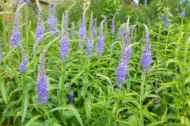 Attēlu rezultāti vaicājumam “Veronica longifolia bud”
