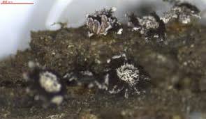 Attēlu rezultāti vaicājumam “Diderma simplex sessile”