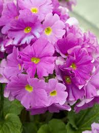 Image result for Primula obconica