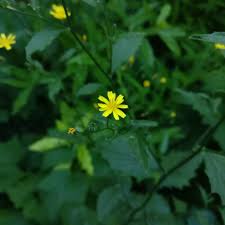 Attēlu rezultāti vaicājumam “Lapsana communis flower”