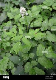 Attēlu rezultāti vaicājumam “Actaea spicata”