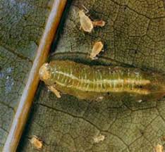 Attēlu rezultāti vaicājumam “Syrphus larva”