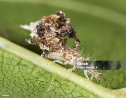Attēlu rezultāti vaicājumam “Chrysopidae larva”
