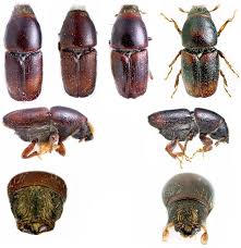 Attēlu rezultāti vaicājumam “Scolytus scolytus, Scolytus multistriatus”