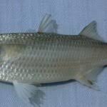 Image result for Mugil curema