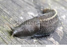 Attēlu rezultāti vaicājumam “Limax cinereoniger”