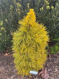 Attēlu rezultāti vaicājumam “Psithyrus sylvestris”