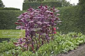 Image result for Atriplex hortensis