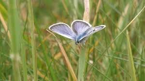 Attēlu rezultāti vaicājumam “Plebejus argus male”