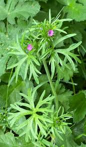 Attēlu rezultāti vaicājumam “Geranium dissectum leaf”