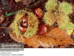 Attēlu rezultāti vaicājumam “Castanea sativa  fruit”