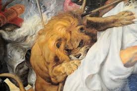 Attēlu rezultāti vaicājumam “Lopheros rubens”