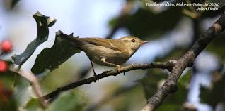 Attēlu rezultāti vaicājumam “Phylloscopus trochiloides”
