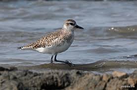 Attēlu rezultāti vaicājumam “Pluvialis squatarola”