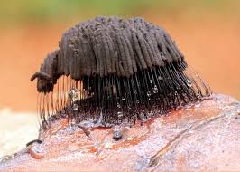 Attēlu rezultāti vaicājumam “Stemonitis fusca”