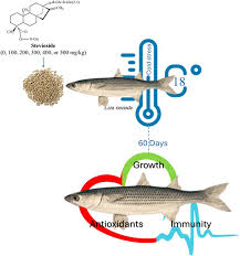 Image result for Liza ramada