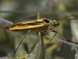 Attēlu rezultāti vaicājumam “Stenotus binotatus male”