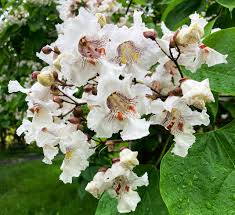 Attēlu rezultāti vaicājumam “Catalpa”