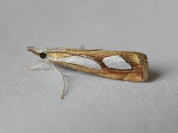 Attēlu rezultāti vaicājumam “Catoptria permutatellus”