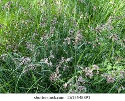 Attēlu rezultāti vaicājumam “Luzula campestris flower”