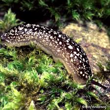 Attēlu rezultāti vaicājumam “Lycogala convexum macro”