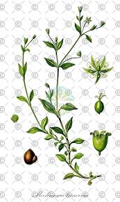 Attēlu rezultāti vaicājumam “Moehringia trinervia leaf”