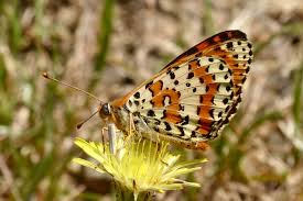 Attēlu rezultāti vaicājumam “Melitaea didyma underside”