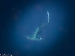 Image result for Sphyrna lewini