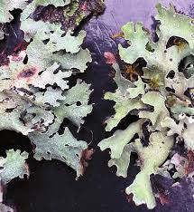 Attēlu rezultāti vaicājumam “Parmelia serrana”