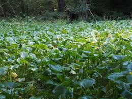 Attēlu rezultāti vaicājumam “Calla palustris leaf”