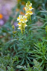 Image result for Linaria vulgaris