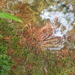 Attēlu rezultāti vaicājumam “Myriophyllum alterniflorum leaf”